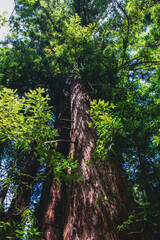 Fototapeta premium California Red Wood forest Muir Woods National Park