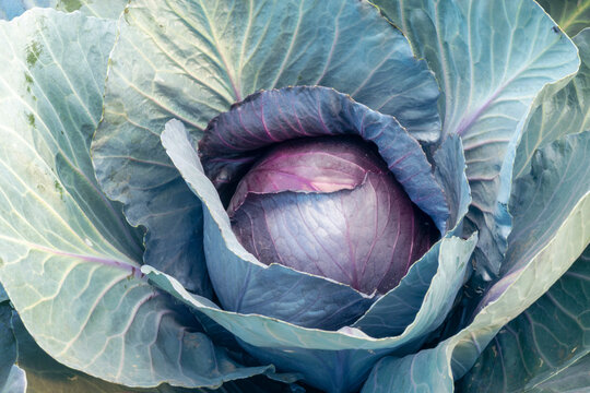 Purple Cabbage Growing On A Field Is Ready To Harvest