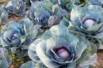 Purple Cabbages are growing on a field waiting to be harvested