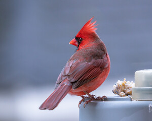 male northern cardinal on a lamp