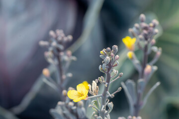 Purple cabbage is flowering in a cultivation field