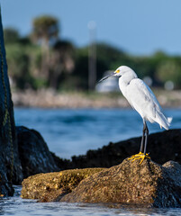 Bird on rocks