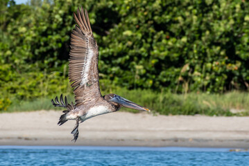 Pelican in flight over water