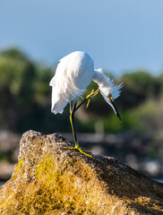 Bird on rocks