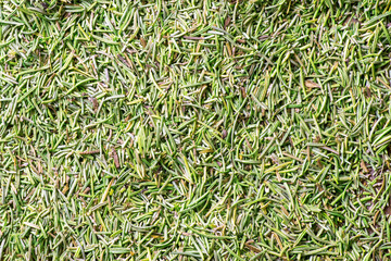 Rosemary (Rosmarinus Officinalis) dried leaf as condiment. Top view close up macro photography with copy space.