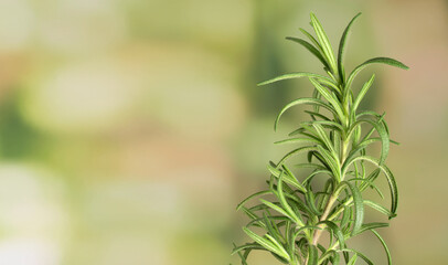 Rosemary branch on a green blurred background wih negative space