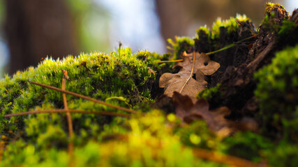 Macro de petits éléments naturels issus d'un pin landais, dans la forêt des Landes de Gascogne