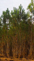For&ecirc;t des Landes de Gascogne, photographi&eacute;e en hiver