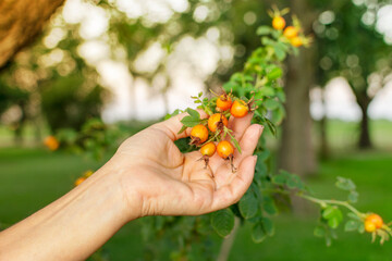 Red fresh berries of Sweet Brief (Rosa Eglantaria) ready to be harvested by a woman with green blurred background and sunlight coming from the left