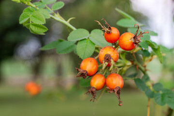 Red fresh berries of Sweet Brief (Rosa Eglantaria) ready to be harvested with green blurred background and copy space