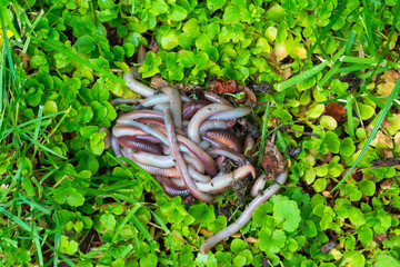 Useful Earthworm in the Nature