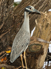 South Florida Birds Urban Environment