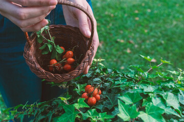 Girl is colecting dog-rose (rosa eglanteria) fruits in a basket which are over an ivy. With copy space, selective focusing and green blurred background.