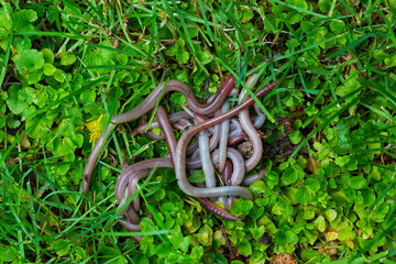 Useful Earthworm in the Nature
