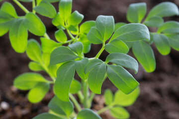 Female Rue (Ruta Graveolans) seedling growing in wet soil. Close up macro vision of the leaves.