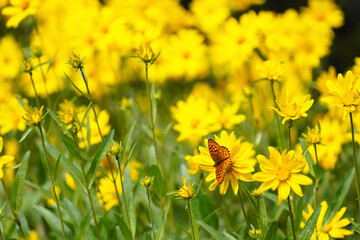Orange butterfly on yellow flowers