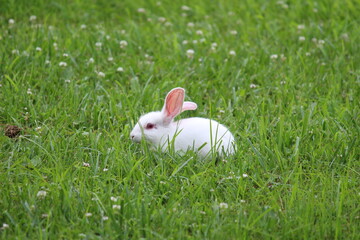 snow white rabbit in grass