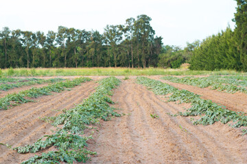 watermelon crop on early stage