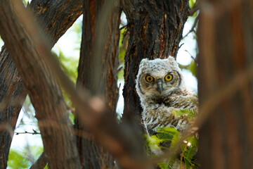 Great Horned Own Chick