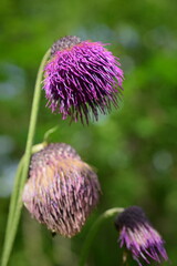 Purple burdock. Close-up of a flower.