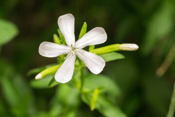 Fototapeta premium Common soapwort in bloom on a green blurred background