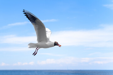 Fototapeta na wymiar Seagull has stolen nut or some kind of food waste and is flying to safe place to eat it, spreading its wings wide, blue cloudy sky on horizon. Environmental pollution is dangerous for animals.