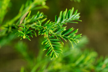 Close up macro view of Coast Redwood Sequoia (Sequoia sempervirens) leaves with green blurred background and copy space
