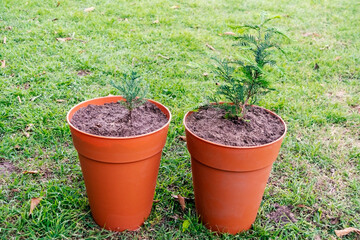 Cost Redwood Sequoia (Sequoia sempervirens) (Right) and Giant Sequoia (Sequoiadendron giganteum) (Left) growing in containers in a garden. With copy space.