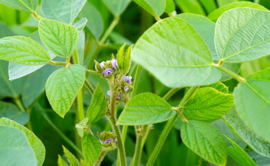 Soybean plant flowering