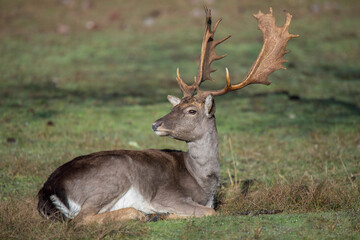 Naklejka na ściany i meble beautiful young deer with big horns lying to rest on the grass