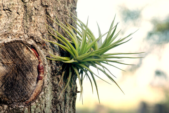 Air plant (Tillandsia) hanging in a tree stump. With copy space and selective focus.