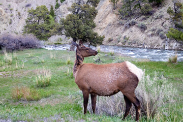 Naklejka na ściany i meble Female elk (Cervus elaphus) in Yellowstone Park, Wyoming in the springtime