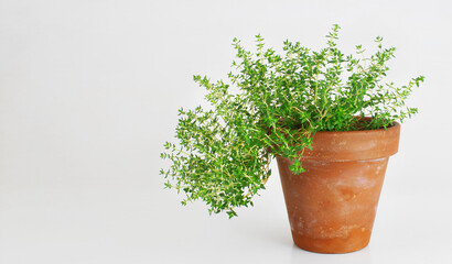 Thyme plant potted isolated on white background with negative space