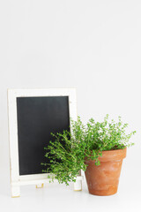 Thyme plant potted isolated in white background with a blackboard
