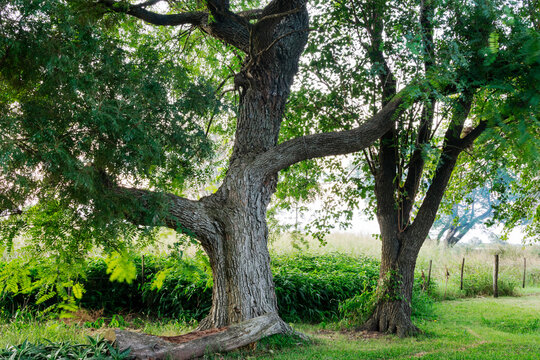 Rosewood tree (Tipuana Tipu) Tipa tree in a park. With copy space.