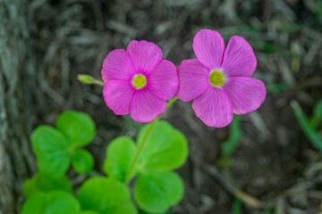 Pink wood sorrel (oxalis articulata) flowers in bloom with blurred background and copy space.