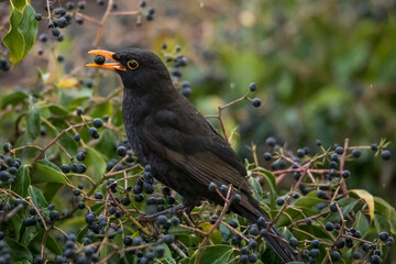 blackbird eats the berries of the plant
