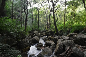 stream in the forest