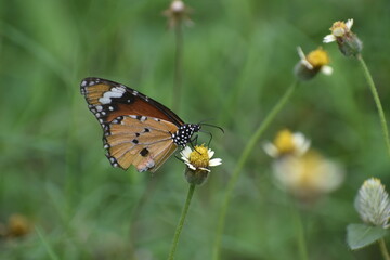 butterfly on flower