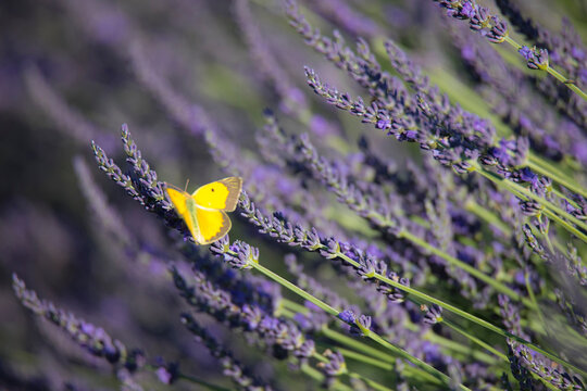 lavender flowers on summer field with yellow butterfly
