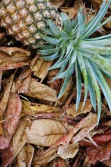 Fototapeta premium Pineapple tropical fruit on brown dried leaves background texture
