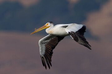 Fototapeta na wymiar American white pelican flying, seen in the wild in North California
