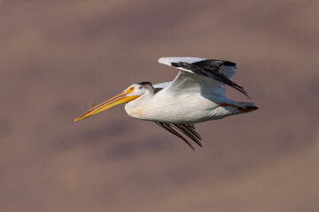 American white pelican flying, seen in the wild in North California