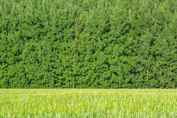 Obraz premium Field with rye by the forest at hot sunny day.