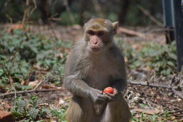 Monkey with tomato