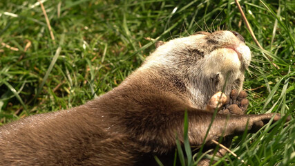 Otter in grassland, resting and playing with a rock