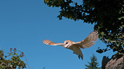 Barn owl flying in mid-flight in the forest