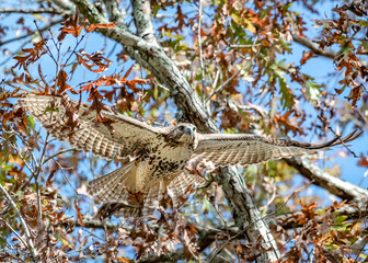 bird of prey in flight