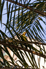 Birds called Maritacas, with green and yellow feathers, eating fruit from the tree in a Brazilian park. Family of Psittacidae of the genus Pionus. Selective focus.