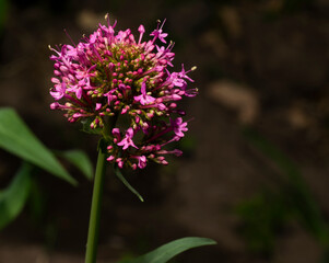 Red Valerian flower in bloom on a brown dark blurred background